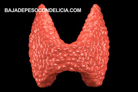 El funcionamiento de la tiroides depende del nivel de selenio